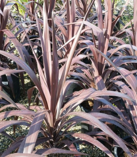 Cordyline obtecta 'Superstar'